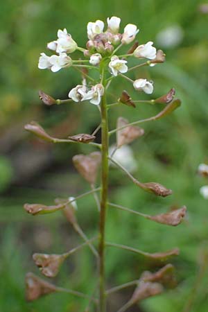 Capsella ascendens \ Aufsteigendes Hirtent�schel, D Aachen 17.4.2023