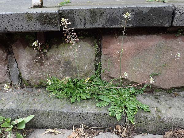 Capsella ascendens \ Aufsteigendes Hirtent�schel, D Nideggen 17.4.2023