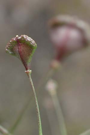 Capsella ascendens \ Aufsteigendes Hirtent�schel, D Nideggen 17.4.2023