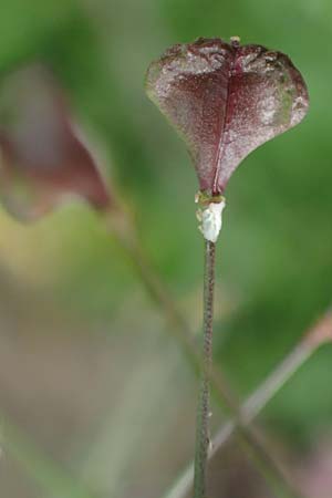 Capsella ascendens \ Aufsteigendes Hirtent�schel, D Nideggen 17.4.2023