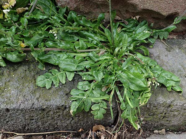 Capsella ascendens \ Aufsteigendes Hirtent�schel, D Nideggen 17.4.2023