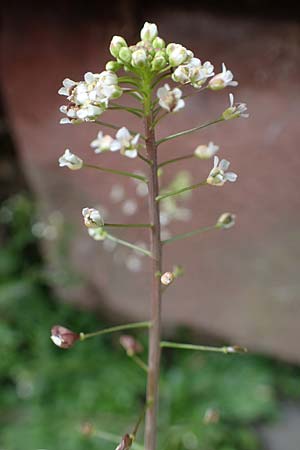 Capsella ascendens \ Aufsteigendes Hirtent�schel, D Nideggen 17.4.2023