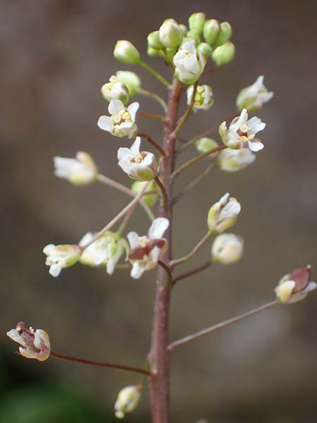 Capsella ascendens \ Aufsteigendes Hirtent�schel, D Nideggen 17.4.2023
