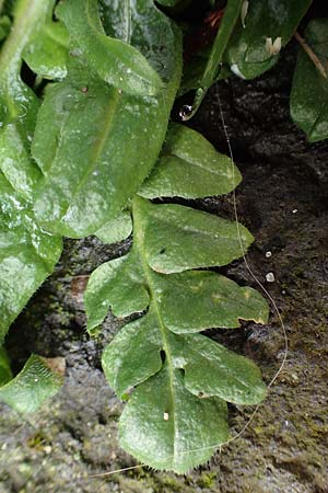 Capsella ascendens \ Aufsteigendes Hirtent�schel, D Nideggen 17.4.2023