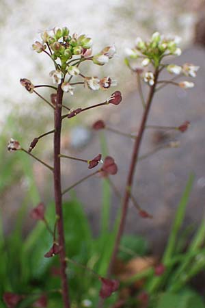 Capsella ascendens \ Aufsteigendes Hirtent�schel, D Nideggen 17.4.2023