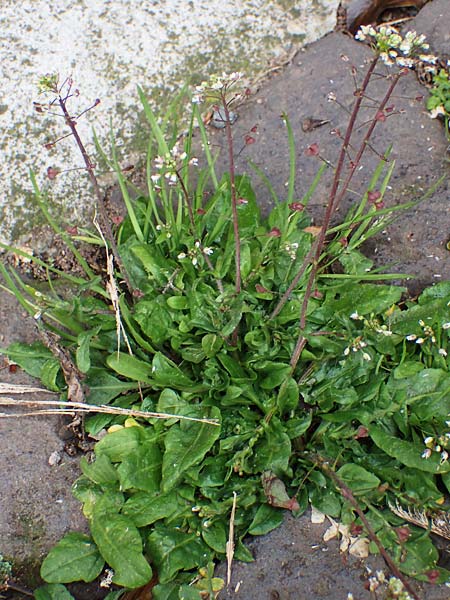 Capsella ascendens \ Aufsteigendes Hirtent�schel, D Nideggen 17.4.2023