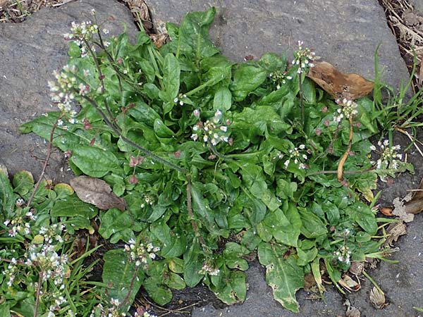 Capsella ascendens \ Aufsteigendes Hirtent�schel, D Nideggen 17.4.2023