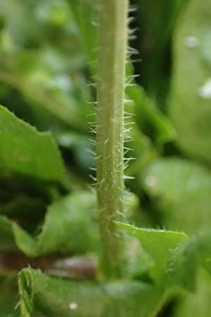 Capsella ascendens \ Aufsteigendes Hirtent�schel, D Nideggen 17.4.2023