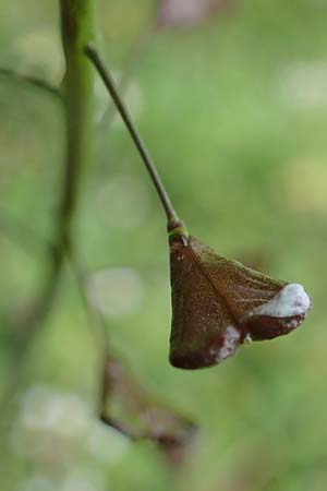 Capsella ascendens \ Aufsteigendes Hirtent�schel, D Aachen 17.4.2023