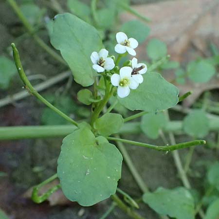 Cardamine hirsuta \ Vielst�ngeliges Schaumkraut, Behaartes Schaumkraut, D Mannheim 29.8.2024