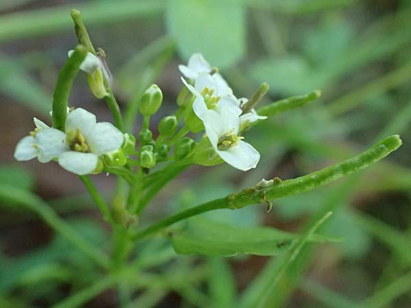 Cardamine hirsuta \ Vielst�ngeliges Schaumkraut, Behaartes Schaumkraut, D Mannheim 29.8.2024