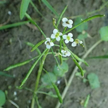 Cardamine hirsuta \ Vielst�ngeliges Schaumkraut, Behaartes Schaumkraut, D Mannheim 29.8.2024