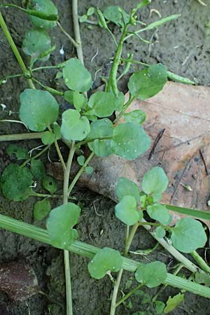 Cardamine hirsuta \ Vielst�ngeliges Schaumkraut, Behaartes Schaumkraut, D Mannheim 29.8.2024