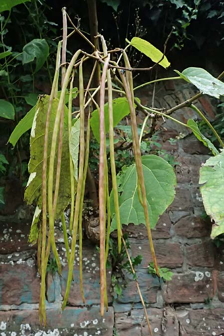 Catalpa bignonioides \ Gew�hnlicher Trompetenbaum, Beamtenbaum / Common Catalpa, Indian Bean Tree, D Mannheim 8.9.2024