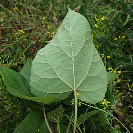 Catalpa bignonioides \ Gew�hnlicher Trompetenbaum, Beamtenbaum / Common Catalpa, Indian Bean Tree, D Mannheim 8.9.2024