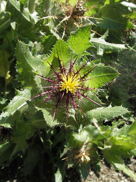 Centaurea benedicta / Blessed Thistle, D Botan. Gar.  Universit.  Mainz 4.8.2007