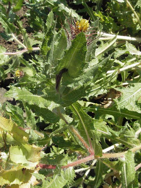 Centaurea benedicta / Blessed Thistle, D Botan. Gar.  Universit.  Mainz 4.8.2007