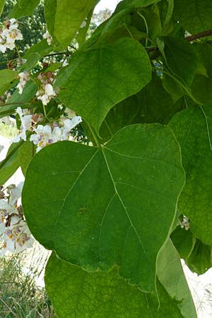 Catalpa bignonioides \ Gew�hnlicher Trompetenbaum, Beamtenbaum / Common Catalpa, Indian Bean Tree, D Aglasterhausen 5.7.2015