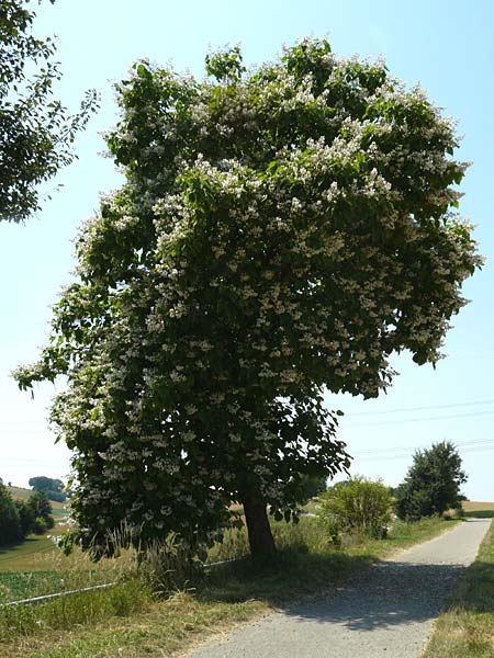 Catalpa bignonioides \ Gew�hnlicher Trompetenbaum, Beamtenbaum / Common Catalpa, Indian Bean Tree, D Aglasterhausen 5.7.2015
