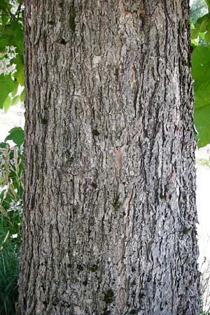 Catalpa bignonioides \ Gew�hnlicher Trompetenbaum, Beamtenbaum / Common Catalpa, Indian Bean Tree, D Aglasterhausen 5.7.2015