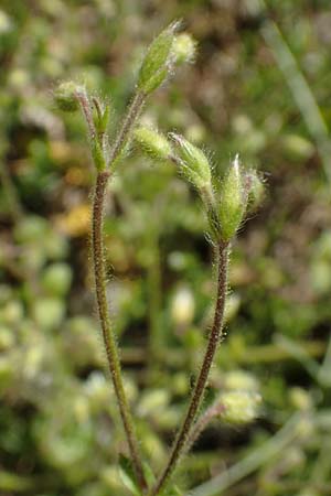 Cerastium brachypetalum subsp. brachypetalum \ B�rtiges Hornkraut / Grey Mouse-Ear, D Sinsheim 6.5.2016