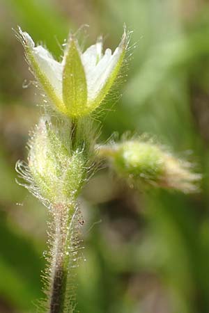 Cerastium brachypetalum subsp. brachypetalum \ B�rtiges Hornkraut / Grey Mouse-Ear, D Sinsheim 6.5.2016