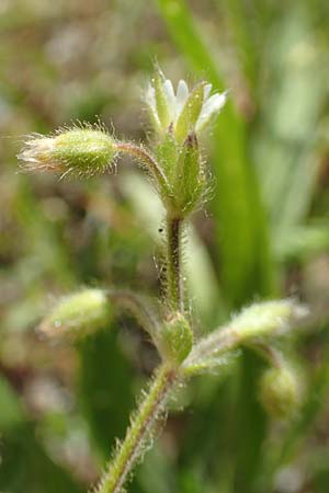 Cerastium brachypetalum subsp. brachypetalum \ B�rtiges Hornkraut / Grey Mouse-Ear, D Sinsheim 6.5.2016