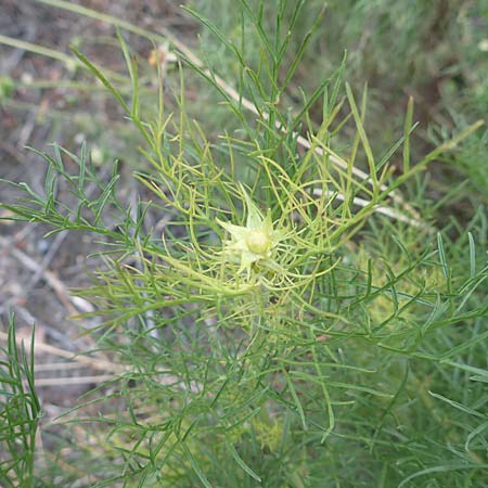 Cosmos bipinnatus \ Schmuckk�rbchen, Fiederbl�ttrige Schmuckblume, D Mannheim 10.10.2016