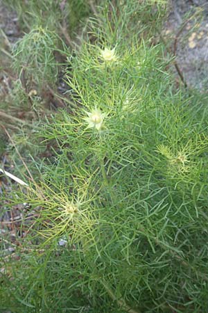 Cosmos bipinnatus \ Schmuckk�rbchen, Fiederbl�ttrige Schmuckblume, D Mannheim 10.10.2016