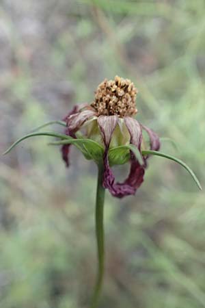 Cosmos bipinnatus \ Schmuckk�rbchen, Fiederbl�ttrige Schmuckblume, D Mannheim 10.10.2016
