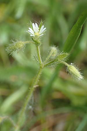 Cerastium brachypetalum subsp. brachypetalum \ B�rtiges Hornkraut / Grey Mouse-Ear, D Oberlaudenbach 28.4.2018