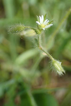 Cerastium brachypetalum subsp. brachypetalum \ B�rtiges Hornkraut / Grey Mouse-Ear, D Oberlaudenbach 28.4.2018