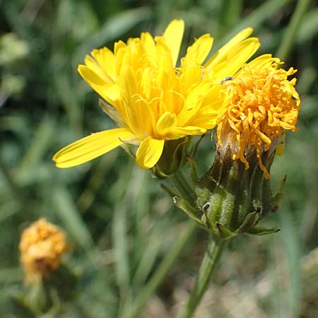 Crepis biennis \ Wiesen-Pippau / Rough Hawk's-Beard, D Th&uuml;ringen, Bad Frankenhausen 10.6.2022