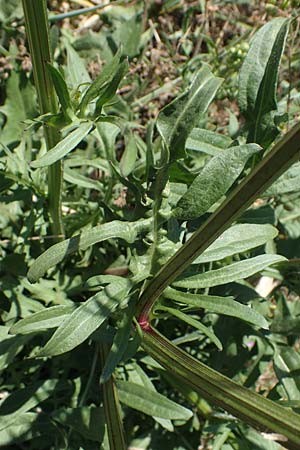 Crepis biennis \ Wiesen-Pippau / Rough Hawk's-Beard, D Th&uuml;ringen, Bad Frankenhausen 10.6.2022
