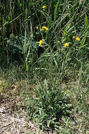 Crepis biennis \ Wiesen-Pippau / Rough Hawk's-Beard, D Th&uuml;ringen, Bad Frankenhausen 10.6.2022