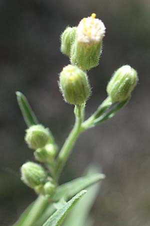 Erigeron bonariensis \ S�damerikanischer Katzenschweif, Krauser Katzenschweif / Argentine Fleabane, D Duisburg 21.8.2022