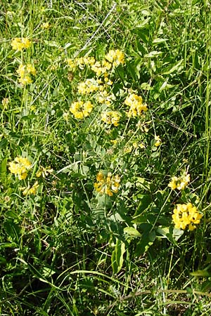 Coronilla coronata \ Berg-Kronwicke / Scorpion Vetch, D Eningen unter Achalm 2.6.2015