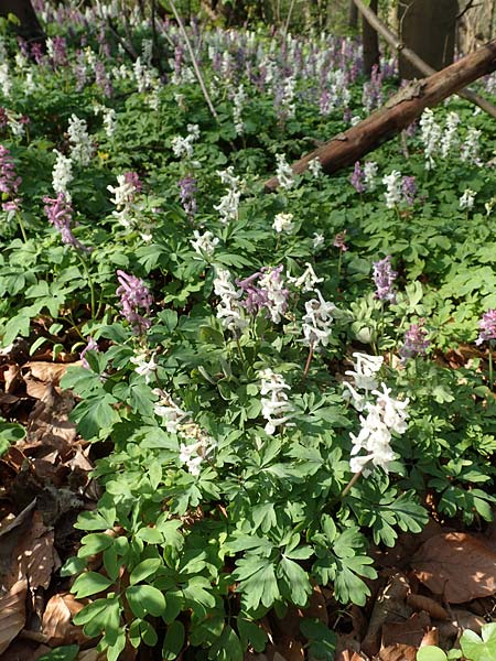 Corydalis cava \ Hohler Lerchensporn / Hollow-Root, D Frankfurt-R&ouml;delheim 25.3.2017