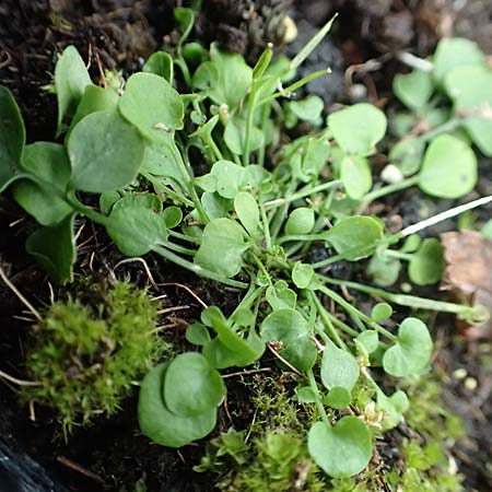 Cardamine corymbosa \ Neuseel�ndisches Schaumkraut, D Mannheim 25.9.2017
