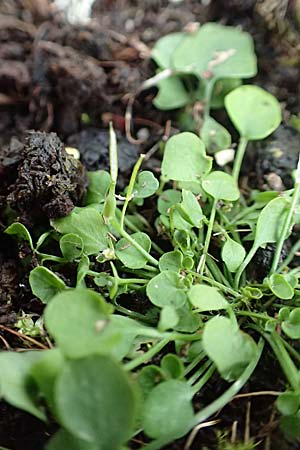 Cardamine corymbosa \ Neuseel�ndisches Schaumkraut, D Mannheim 25.9.2017