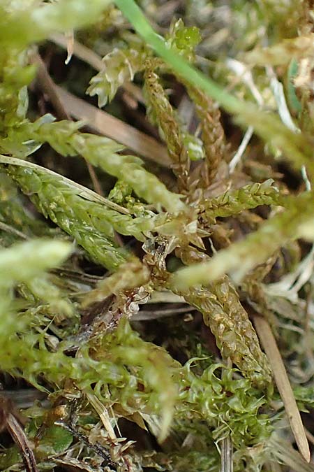 Calliergonella cuspidata \ Spitzbl�ttriges Spie�-Moos / Pointed Spear Moss, D Botan. Gar.  Universit.  T&uuml;bingen 6.6.2018