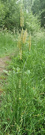 Cynosurus cristatus \ Wiesen-Kammgras, D Drover Heide 13.6.2018