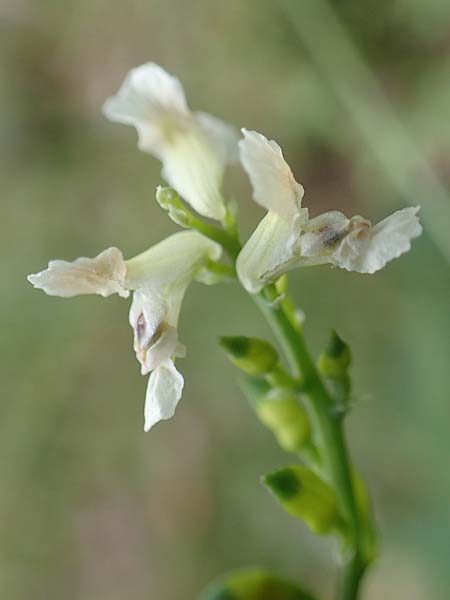 Ceratocapnos claviculata \ Rankender Lerchensporn / Climbing Corydalis, D Steinfurt 13.6.2019