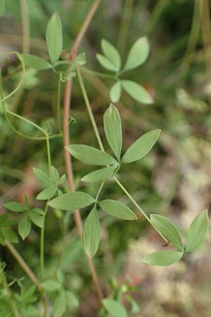 Ceratocapnos claviculata \ Rankender Lerchensporn / Climbing Corydalis, D Steinfurt 13.6.2019