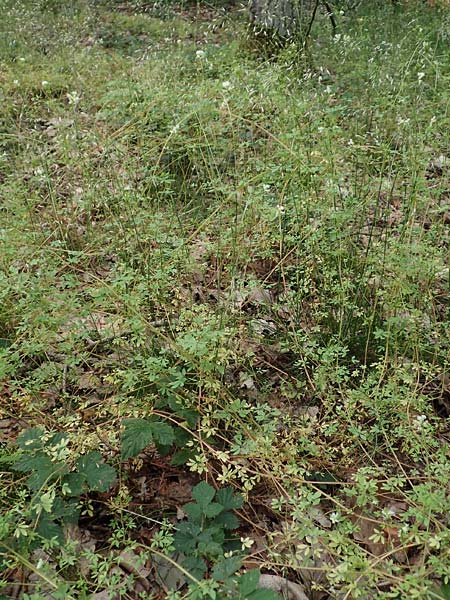 Ceratocapnos claviculata \ Rankender Lerchensporn / Climbing Corydalis, D Steinfurt 13.6.2019