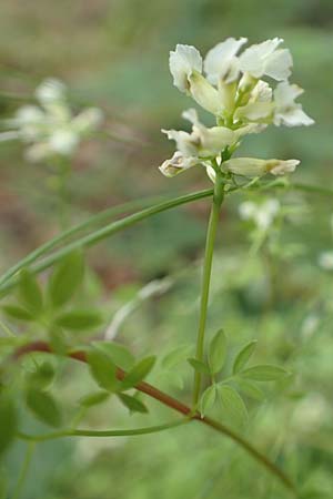 Ceratocapnos claviculata \ Rankender Lerchensporn / Climbing Corydalis, D Steinfurt 13.6.2019