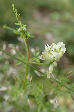 Ceratocapnos claviculata \ Rankender Lerchensporn / Climbing Corydalis, D Steinfurt 13.6.2019
