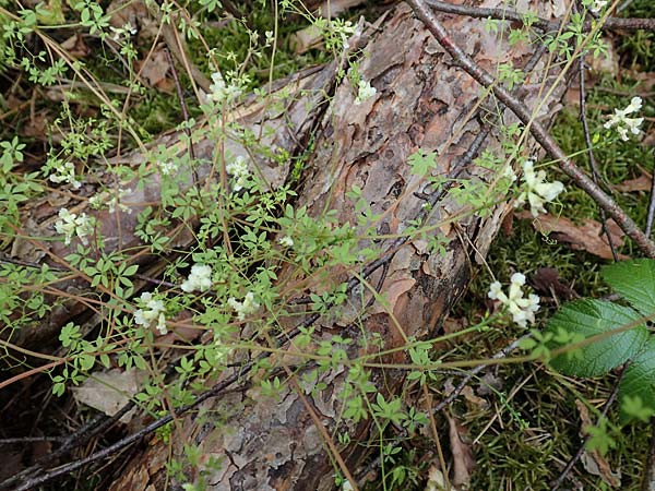 Ceratocapnos claviculata \ Rankender Lerchensporn / Climbing Corydalis, D Steinfurt 13.6.2019