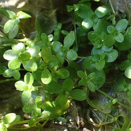Callitriche cophocarpa \ Stumpfkantiger Wasserstern / Long-Styled Water Starwort, D Vaihingen-Ensingen 13.9.2019