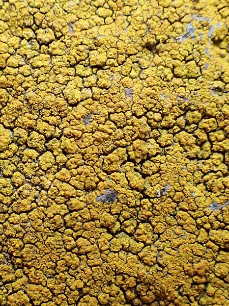 Caloplaca citrina \ Zitronen-Krusten-Flechte, Zitronen-Sch�nfleck, D R&uuml;sselsheim 5.10.2019